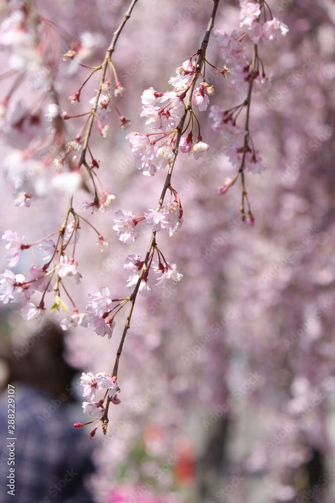 喜多方日中線のしだれ桜