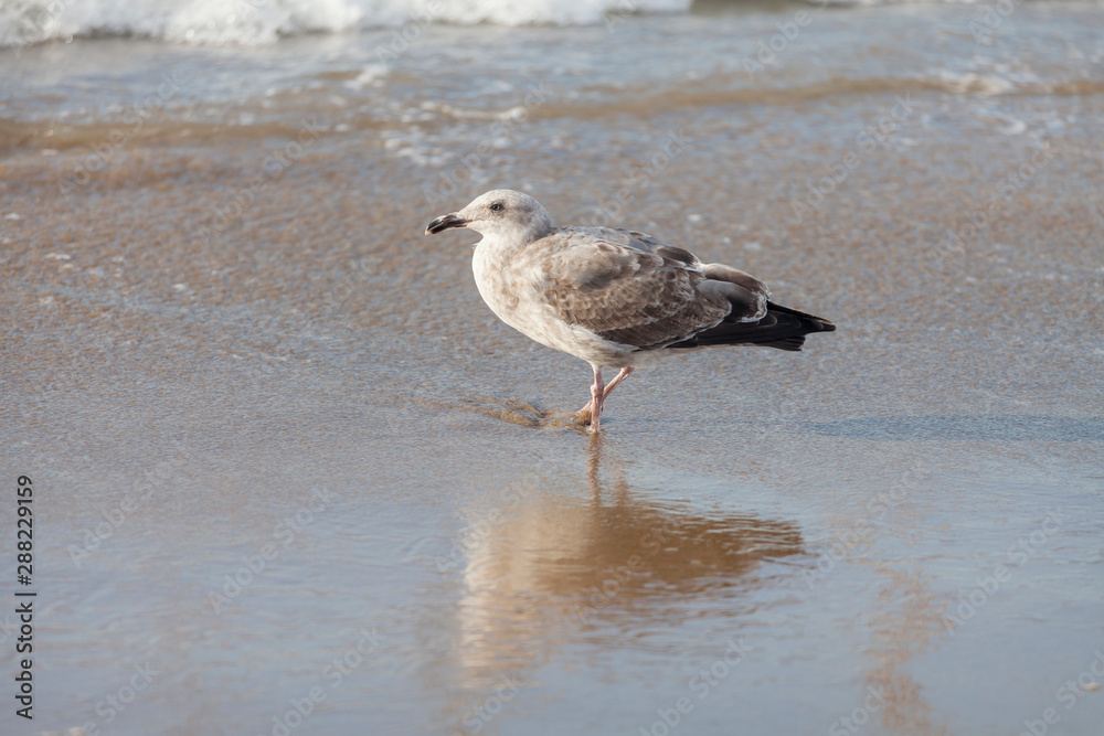 Seagull at the beach shore in San Francisco bay Seagull at the beach shore in San Francisco bay