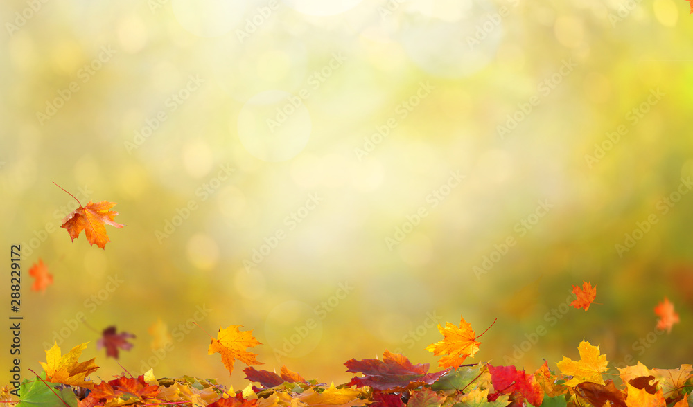 Autumn maple leaves.Falling leaves natural background. Autumn maple leaves.Falling leaves natural background.