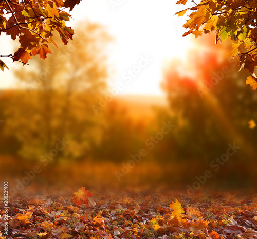 Beautiful autumn landscape with yellow trees,green and sun. Colorful foliage in the park. Falling leaves natural background