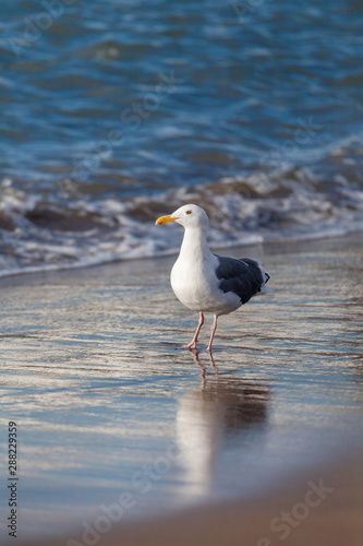 Seagull at the beach shore in San Francisco bay