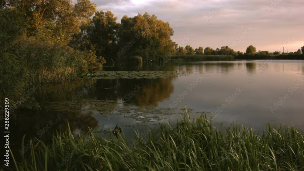 Swamp with lilies at sunset in the summer. Recorded in Raw on Blackmagic camera. Swamp with lilies at sunset in the summer. Recorded in Raw on Blackmagic camera.