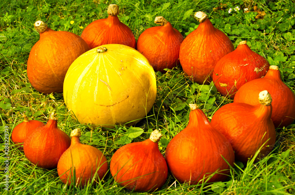 Many orange pumpkins laying in the grass, forming a spiral Many orange pumpkins laying in the grass, forming a spiral
