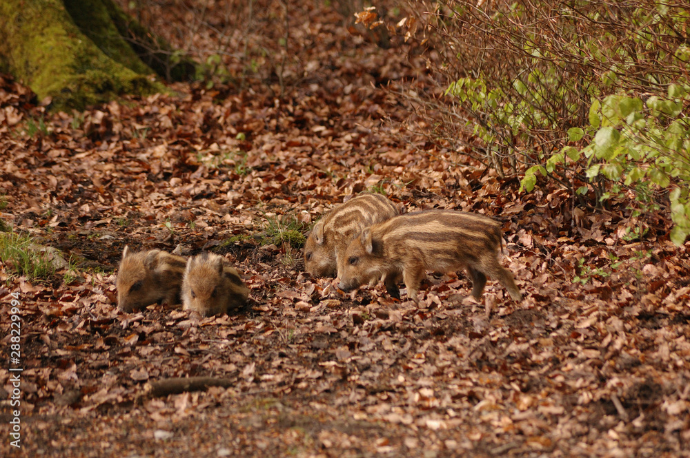 Wildschwein Frischlinge alein im Wald 2 Wildschwein Frischlinge alein im Wald 2