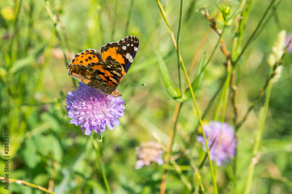 Butterfly on a purple flower on the field. close up Butterfly on a purple flower on the field. close up