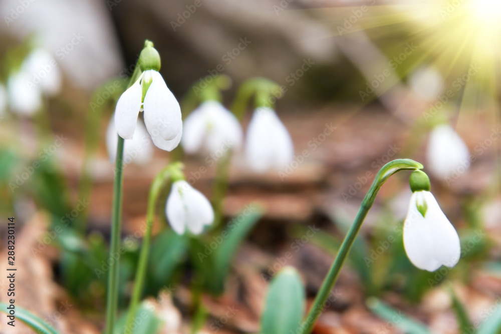 Snowdrops first spring flowers in the forest Snowdrops first spring flowers in the forest