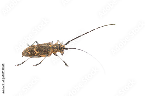 Longhorn beetle or longicorn Cerambycidae isolated on white background