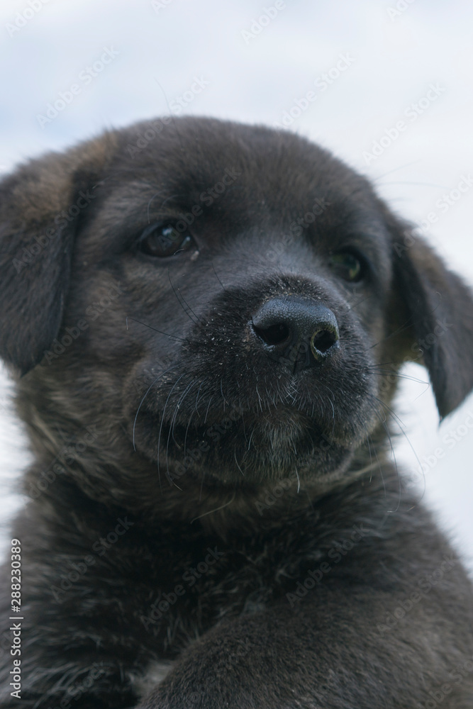 Black puppy on sky background. Cute little puppy on a light background. vertical photo Black puppy on sky background. Cute little puppy on a light background. vertical photo