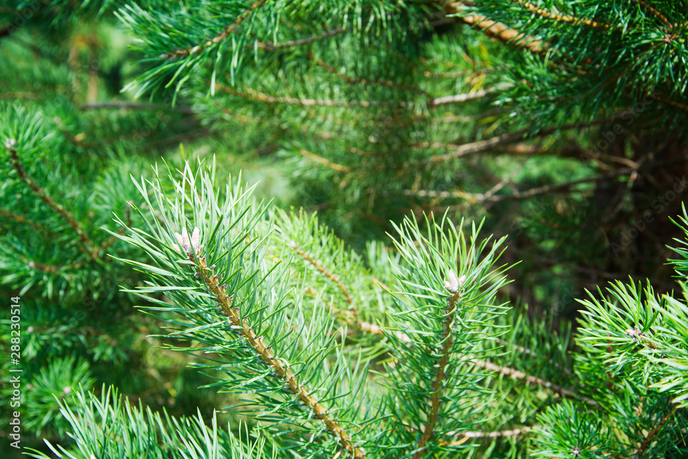 green spruce branches close-up background green spruce branches close-up background