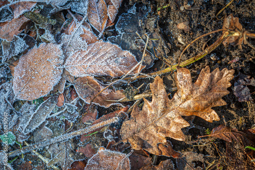 Brown leaves with frost on them in winter time © lemanieh