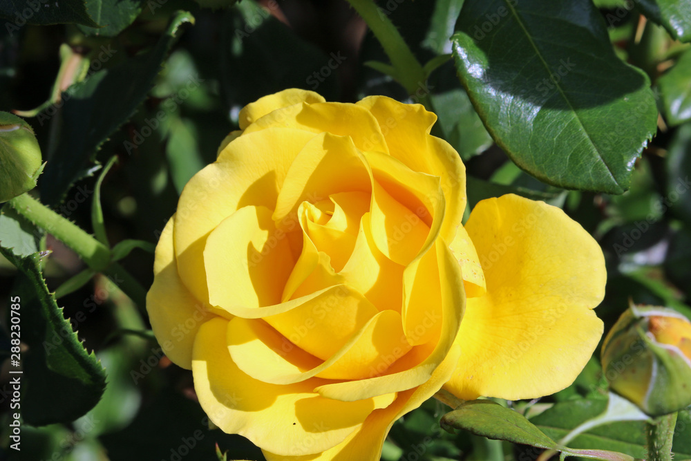 Yellow rose flower Yellow rose flower