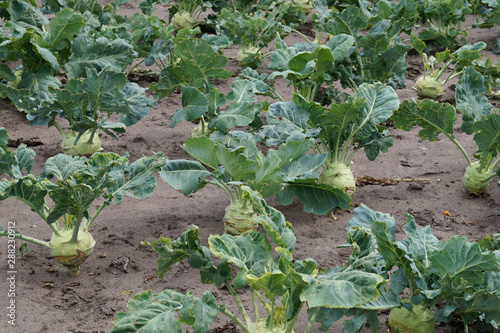 Kohlrabi Feld