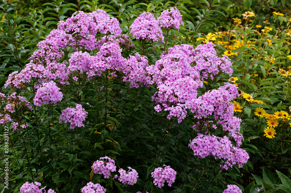Blumenrabatte im Botanischen Garten Blumenrabatte im Botanischen Garten