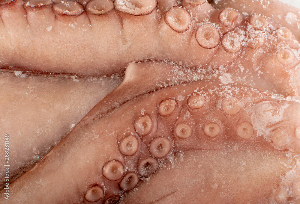 Fototapeta premium Macro Shot of Whole Frozen Octopus with Big Tentacles Closeup