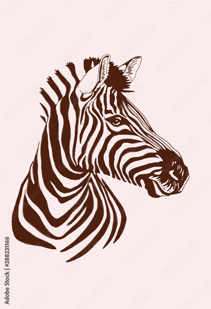 Fototapeta premium Vintage portrait of zebra,graphical vector illustration