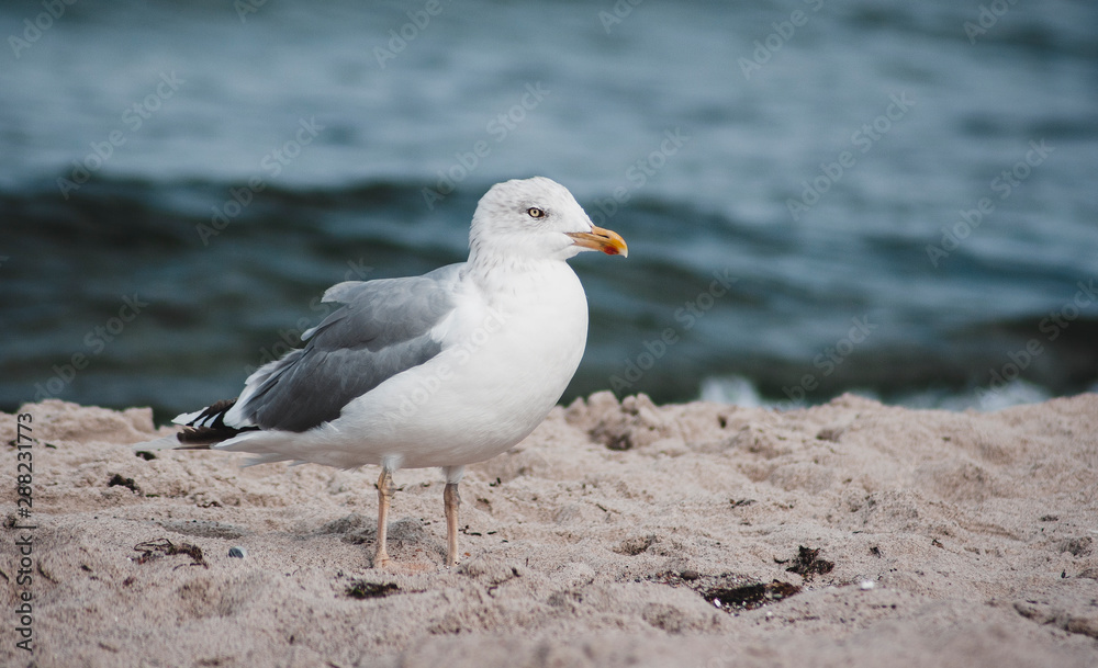 Möwe steht am Strand Möwe steht am Strand