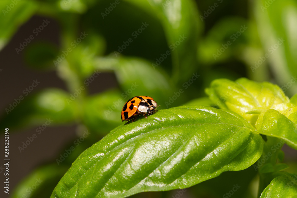 Fototapeta premium Small red ladybird resting on a green basil leaf