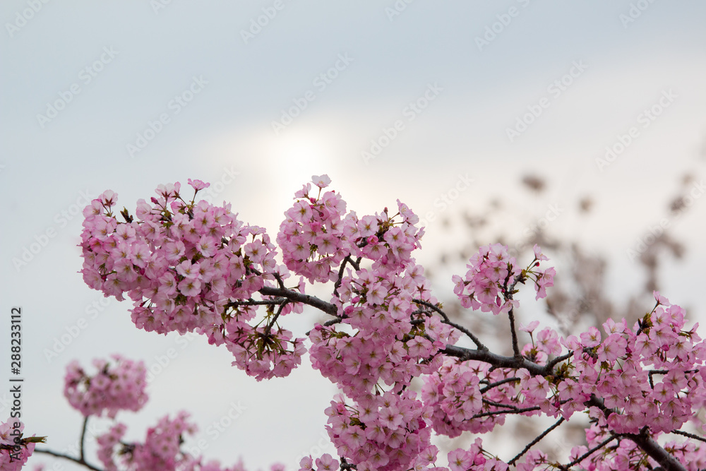 beautiful cherry blossoms in washington dc spring tidal basin beautiful cherry blossoms in washington dc spring tidal basin