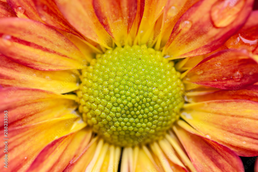 Color Chrysanthemum Flower Isolated on Background. Color Chrysanthemum Flower Isolated on Background.