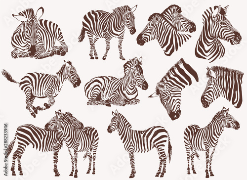 Graphical vintage collection of zebras   tattoo and printing illustration