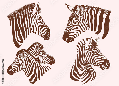 Graphical vintage collection of zebras   tattoo and printing illustration
