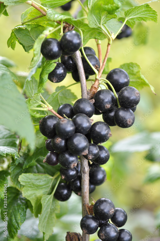 On the bush berries are ripe currant On the bush berries are ripe currant