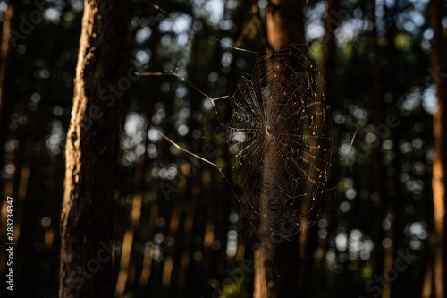 Fototapeta Naklejka Na Ścianę i Meble -  Pająk- Krajobraz- Półwysep Helski