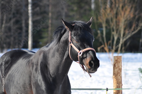 Fotografie black horse in a bridle in winter