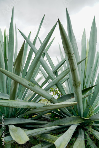 Growing tall spiky green agave leaves in daylight photo