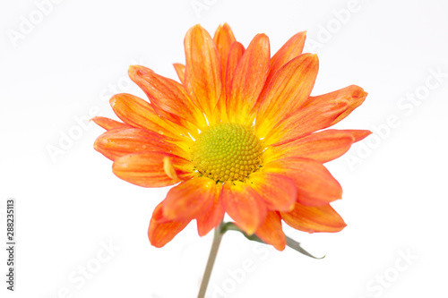 Color Chrysanthemum Flower Isolated on Background.