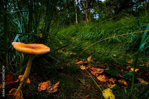 Herbst in der Marsch