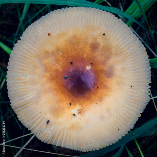 Herbst in der Marsch