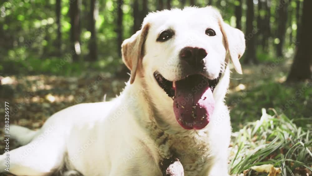 Smiling labrador retriever chewing stick in the forest Smiling labrador retriever chewing stick in the forest
