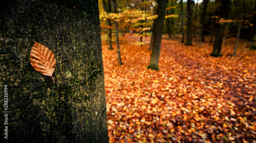 Herbstlaub im Wald mit Blatt am Baum