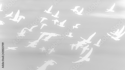 Gaense im Sonnenuntergang