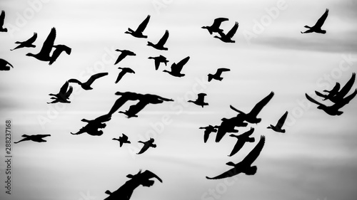 Gaense im Sonnenuntergang