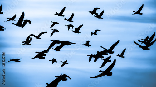 Gaense im Sonnenuntergang