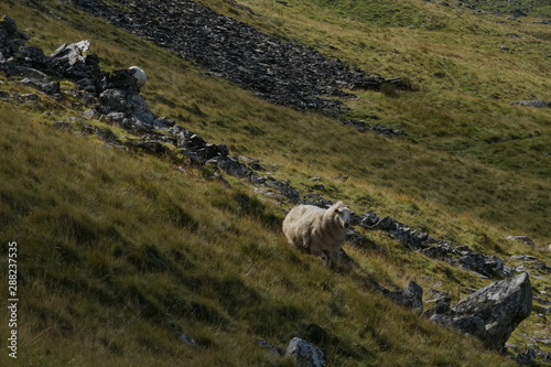 Sheep in a Field on a Mountain