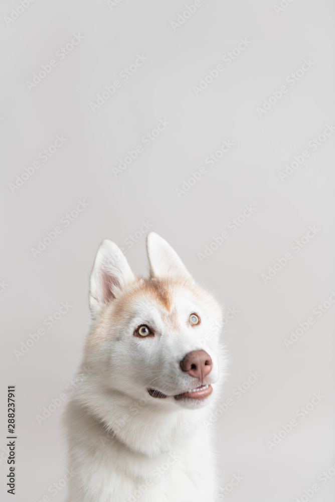 Beautiful Young White and Copper Husky Dog