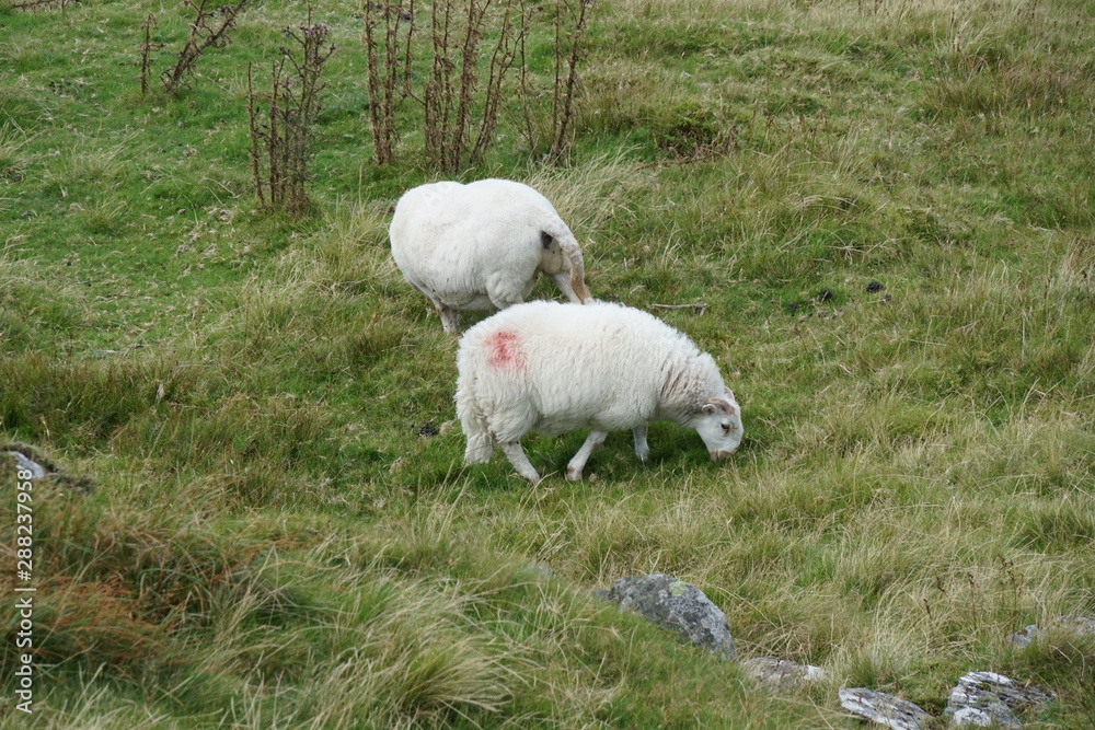 Naklejka premium Sheep in a Field on a Mountain