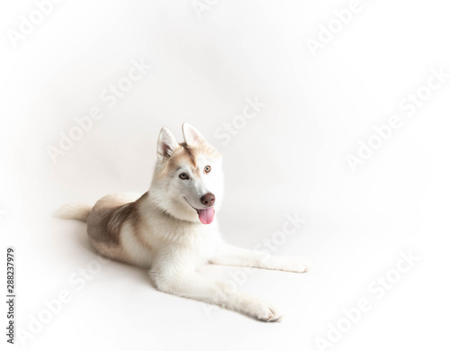 Beautiful Young White and Copper Husky Dog