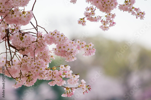 Fototapeta spring cherry blossoms at the jefferson memorial in washington dc