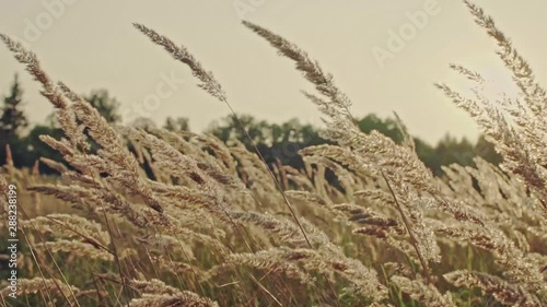 Slow waving of sweet vernal grass at soft sunset. photo