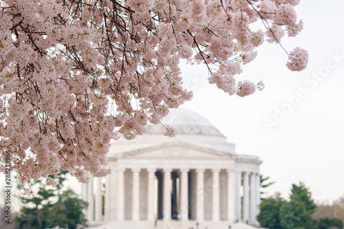 Φωτογραφία cherry blossoms blooming at jefferson memorial in washington dc spring at the ti