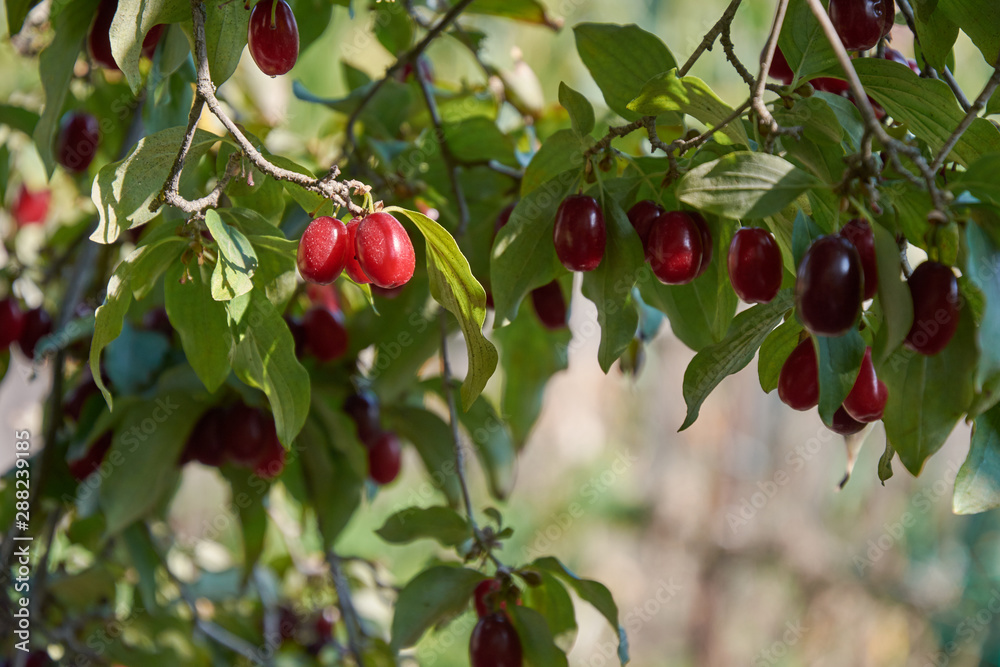 Obraz premium Branch of dogwood tree with many ripe berries