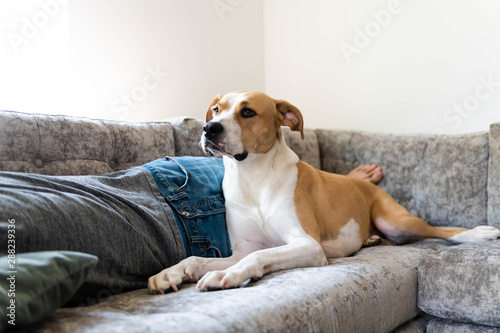 Fawn and White Dog Relaxing on Gray Sofa with Human © Anna Hoychuk