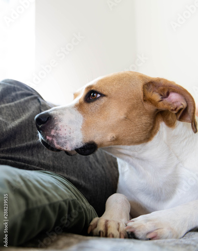 Fawn and White Dog Relaxing on Gray Sofa with Human