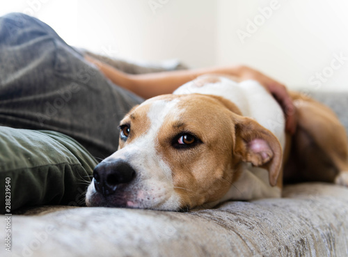 Fawn and White Dog Relaxing on Gray Sofa with Human