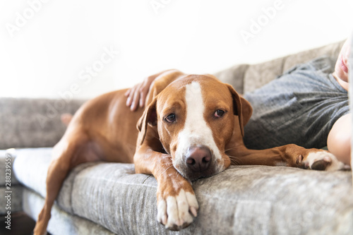 Fawn and White Dog Relaxing on Gray Sofa with Human