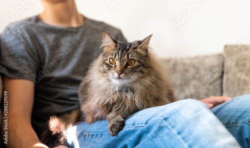 Fototapeta Naklejka Na Ścianę i Meble -  Fluffy Norwegian Forest Cat Relaxing on Gray Sofa